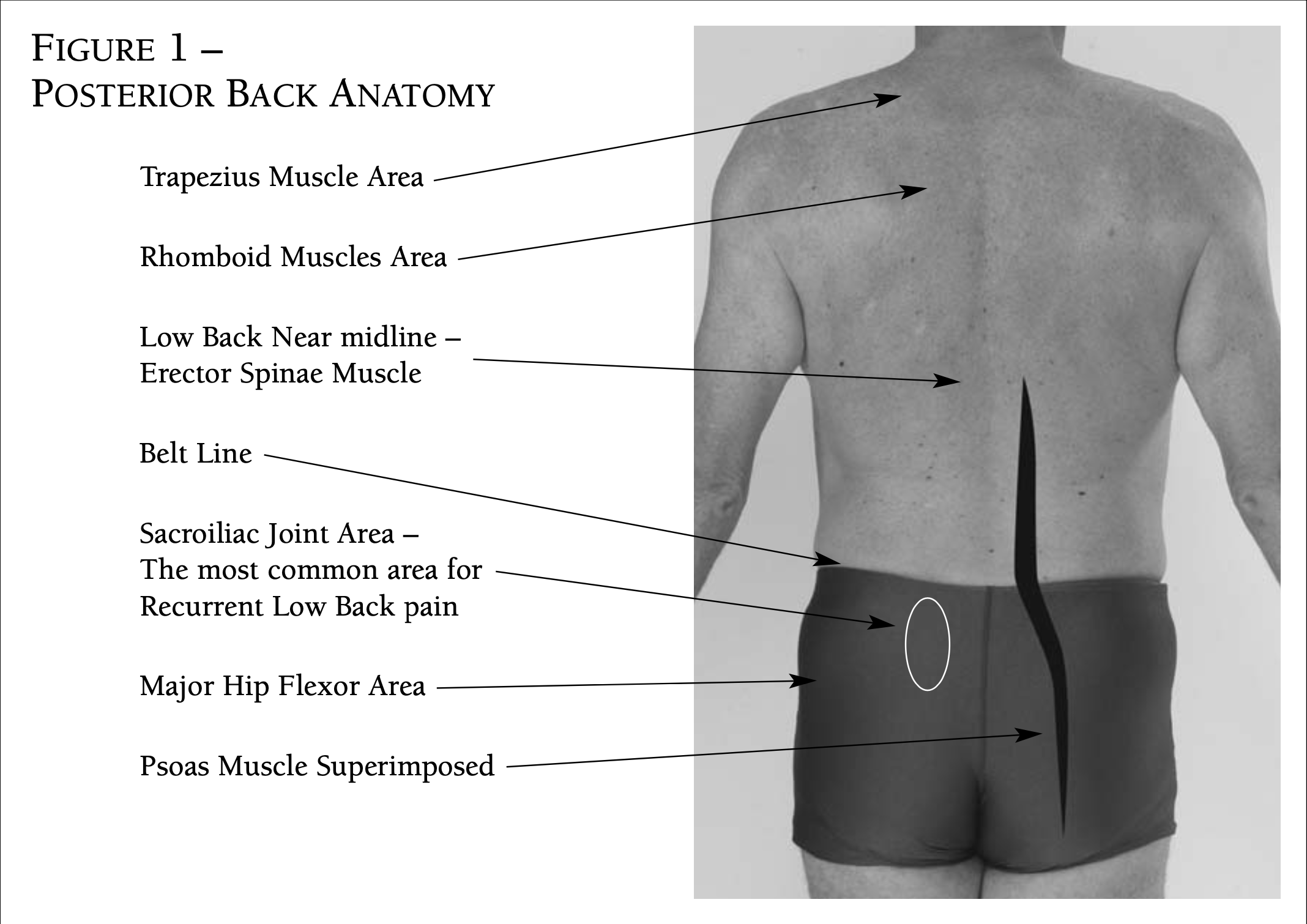 Back muscle image